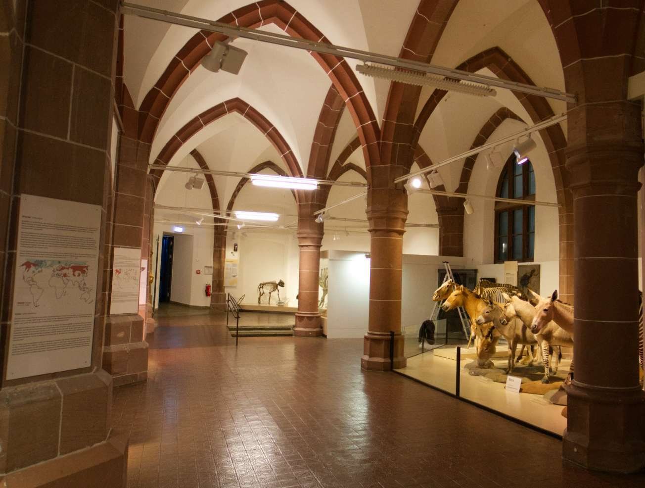 Innenraum des Reichklaraklosters mit Gewölben und Ausstellungssituation